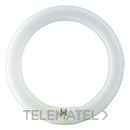 Fluorescente Master TL-E circular 22W/865 con referencia 84053700 de la marca PHILIPS.